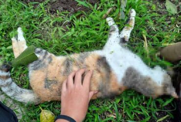 Puluhan kucing ditemukan mati secara massal di kawasan Kelurahan Jatimulyo, Kota Malang. (dok. Ruri)