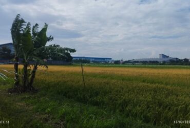 Lahan sawah Desa Bakalan Wringinpitu, Balongbendo, Sidoarjo.