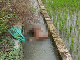 Mayat tanpa kepala ditemukan warga di saluran irigasi persawahan Megaluh, Jombang.(dok. warga)