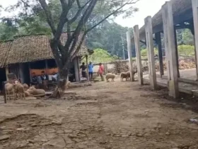 Imbas virus PMK, kondisi Pasar Hewan Glenmore sepi pedagang dan pembeli, Jum'at (14/2/2025)(blok-a.com/Kuryanto).