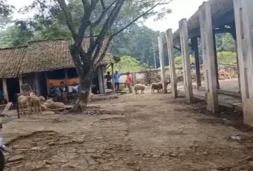 Imbas virus PMK, kondisi Pasar Hewan Glenmore sepi pedagang dan pembeli, Jum'at (14/2/2025)(blok-a.com/Kuryanto).