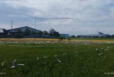 Tanaman padi Desa Bakalan, Wringinpitu, Balongbendo, Sidoarjo diduga tercemar limbah industri. 