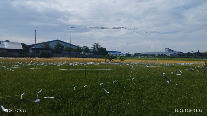 Tanaman padi Desa Bakalan, Wringinpitu, Balongbendo, Sidoarjo diduga tercemar limbah industri.