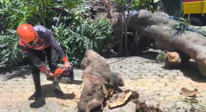 Evakuasi pohon tumbang di Utara Ramayana, Kota Malang (dok. BPBD Kota Malang)