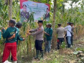 Jajaran Polsek Tegaldlimo berkolaborasi dengan warga setempat panen raya jagung tahap 1 di lahan Perum Perhutani petak 127 BKPH Blambangan Alas Purwo, Jumat (7/3/2025).(blok-a.com/Kuryanto)