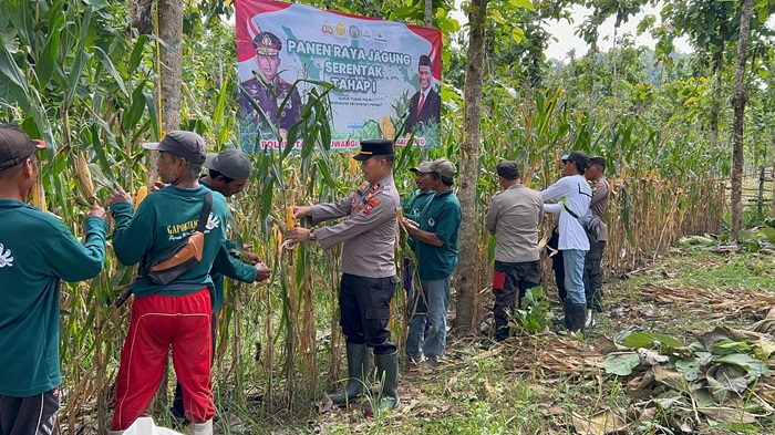Jajaran Polsek Tegaldlimo berkolaborasi dengan warga setempat panen raya jagung tahap 1 di lahan Perum Perhutani petak 127 BKPH Blambangan Alas Purwo, Jumat (7/3/2025).(blok-a.com/Kuryanto)