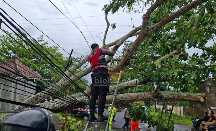 Sat Samapta Polresta Banyuwangi saat melakukan evakuasi pohon tumbang di Desa Sumberberas, Kecamatan Muncar, Sabtu (23/3/2025).(blok-a.com/Kuryanto)