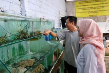 Bupati Ipuk melihat budidaya lobster di Desa Bangsring. (dok. Pemkab)