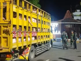 66 ekor babi dari Bali gagal masuk ke Banyuwangi, Minggu (13/5/2025).(dok Balai Karantina Banyuwangi)
