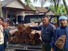 Caption : Petugas KPH Perhutani Banyuwangi selatan bersama polisi saat amankan 14 gelondong kayu jati ilegal di Desa Barurejo, Kecamatan Siliragung, Jum'at (11/4/2025)(dok dari KPH Banyuwangi selatan).