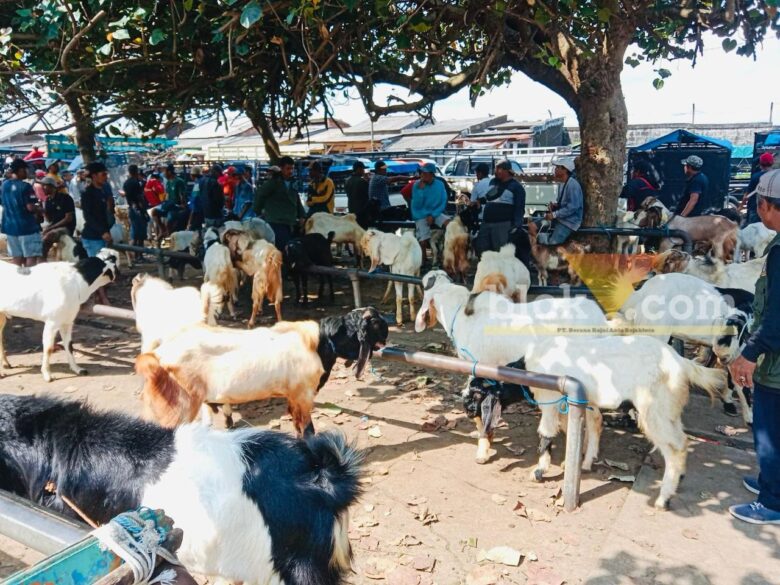 Kondisi Kambing Pasar Hewan Gondanglegi, Rabu (16/4/2025) (blok-a.com/ Berril Labiq)