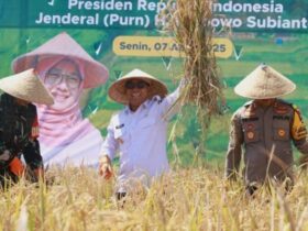Forkopimda Banyuwangi melaksanakan panen raya padi serentak seluas 367 hektar, di Kecamatan Rogojampi, Senin (7/4/2025).(istimewa)
