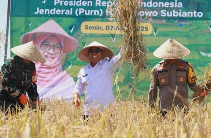 Forkopimda Banyuwangi melaksanakan panen raya padi serentak seluas 367 hektar, di Kecamatan Rogojampi, Senin (7/4/2025).(istimewa)