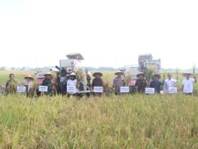 Kegiatan panen raya serentak di Desa Kemuning, Kecamatan Tarik, Sidoarjo