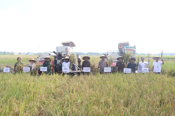 Kegiatan panen raya serentak di Desa Kemuning, Kecamatan Tarik, Sidoarjo