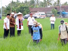 Jajaran Pemkab Banyuwangi saat meninjau lahan pertanian setempat.(istimewa)