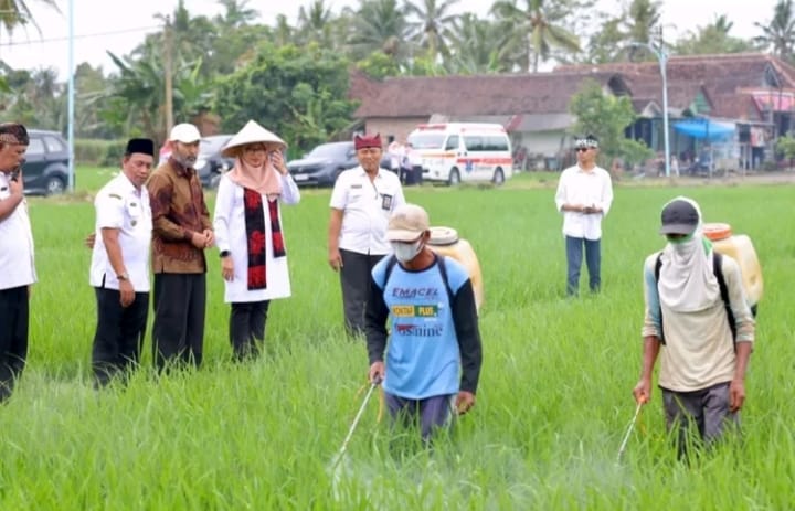 Jajaran Pemkab Banyuwangi saat meninjau lahan pertanian setempat.(istimewa)
