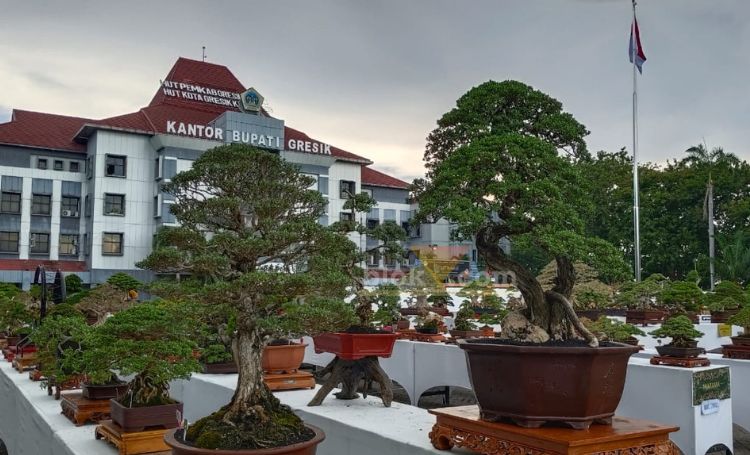 Ribuan Bonsai memadati halaman Kantor Bupati Gresik dalam ajang nasional Pameran dan Kontes bertajuk Giri Kedaton Bonsai.(blok-a.com/ivan)