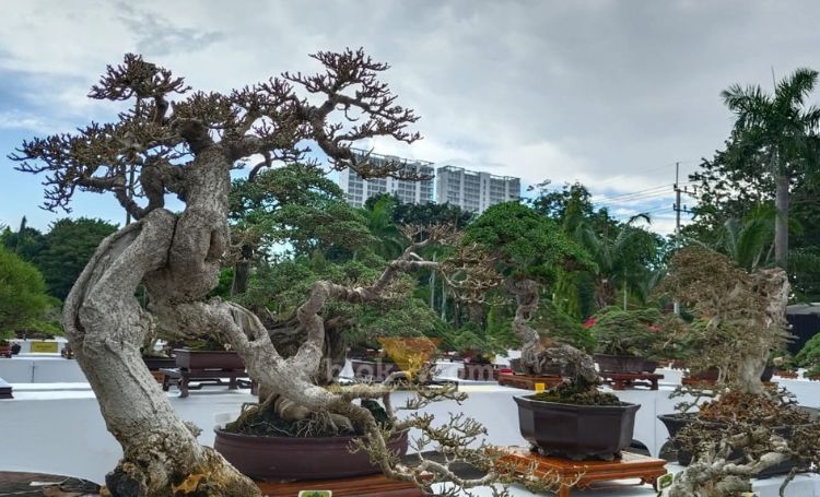 Ribuan Bonsai memadati halaman Kantor Bupati Gresik dalam ajang nasional Pameran dan Kontes bertajuk Giri Kedaton Bonsai.(blok-a.com/ivan)