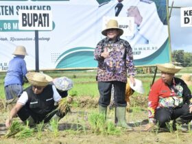 Gerakan Tanam Padi di Desa Poreh, Kecamatan Lenteng, Sumenep, Kamis (8/5/2025).
