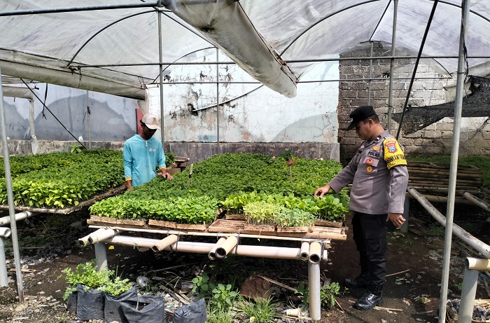 Bhabinkamtibmas Polsek Srono, Aipda Andik Satriawan, menyulap lahan pekarangan milik warga Dusun Kepundungan, Desa Kepundungan, menjadi area pembibitan produktif. (dok. Humas Polresta Banyuwangi)