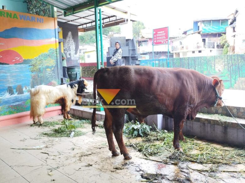 Hewan kurban di Kota Malang (blok-a/Yogga Ardiawan)