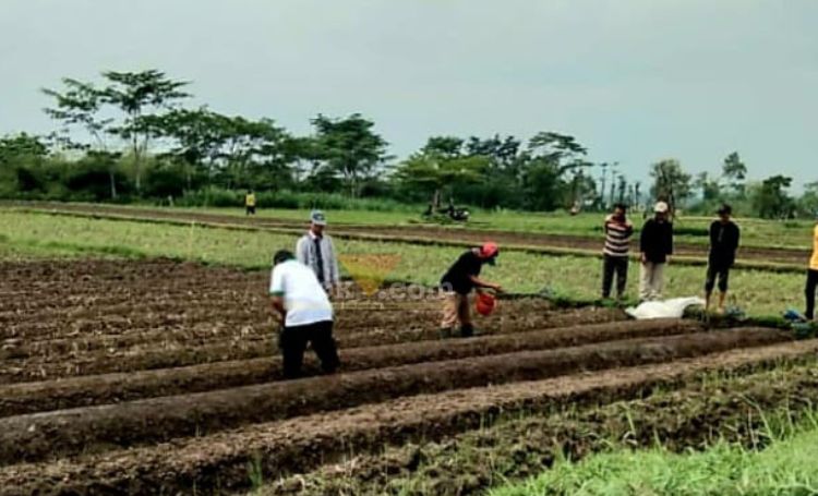 Bimtek persemaian tembakau yang dilaksanakan Dinas Ketahanan Pangan dan Pertanian Kabupaten Blitar. (blok-a.com/Fajar)
