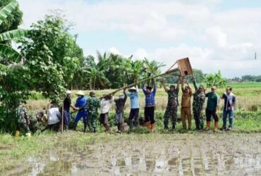Dispertan Banyuwangi bersama TNI dan kelompok tani saat memasang rubuha ke sejumlah titik wilayah pertanian, Senin (2/5/2025).(Istimewa)