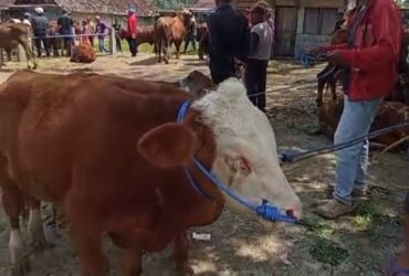 Imbas Jum'at legi, Pasar Hewan Glenmore, Banyuwangi alami Sepi hewan ternak dan pembeli, Jum'at (18/7/2025)(blok-a.com/Kuryanto).