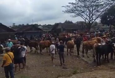 Penutupan Jalur Gumitir menyebabkan jumlah sapi dan kambing yang masuk ke Pasar Hewan Glenmore menurun hingga 50 persen, Jumat (25/7/2025). (blok-a.com/Kuryanto)
