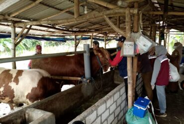 Hewan ternak di Gresik sepanjang Juli hingga September 2025 mendapat Vaksin Gratis dari Dispertan.(Istimewa)