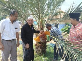 Ketua yayasan Madasa memanen kurma perdana di halaman masjid.(blok-a.com/syahrul wijaya)