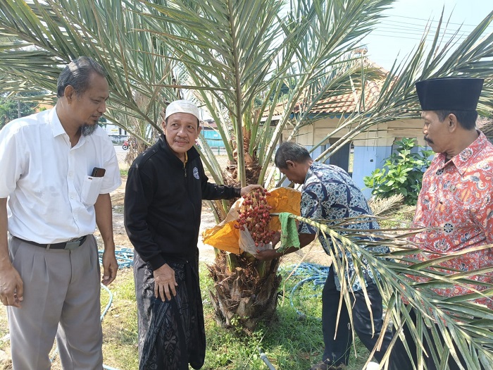 Ketua yayasan Madasa memanen kurma perdana di halaman masjid.(blok-a.com/syahrul wijaya)