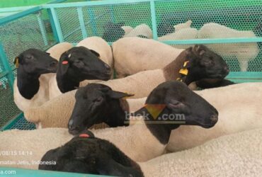 Domba dan kambing impor di peternakan Setia Kawan Farm Indonesia.(blok-a.com/syahrul wijaya)