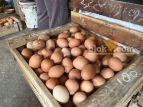 Telur satu peti dari peternakan Yasin di Wonokoyo, Kota Malang (blok-a/Bob Bimantara Leander)