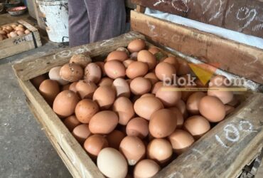 Telur satu peti dari peternakan Yasin di Wonokoyo, Kota Malang (blok-a/Bob Bimantara Leander)