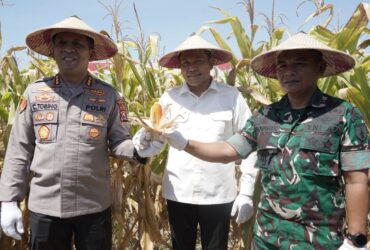 Teks foto : Panen raya Jagung serentak di Desa Bakung Temenggungan, Balongbendo, Sidoarjo