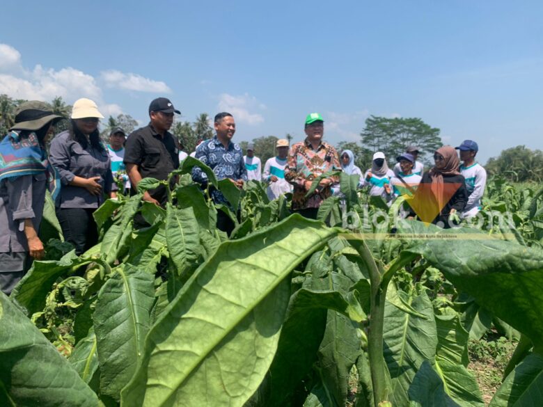 Kegiatan Sekolah Lapang (SL) di lahan pertanian tembakau bersama petani di Kecamatan Gondanglegi, Kabupaten Malang , Rabu (3/9/2025) (blok-a/Bob Bimantara Leander)