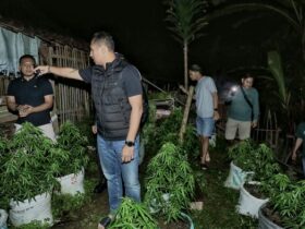 Kapolres Blitar Kota, AKBP Titus Yudho Uly saat melakukan penggrebekan ladang ganja di Desa Krisik Kecamatan Gandusari, Kabupaten Blitar. (blok-a.com/Fajar)