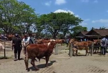 Kondisi Pasar Hewan Glenmore bertepatan dengan peringatan Maulid Nabi Muhammad SAW. Jumlah hewan ternak yang datang masih di bawah normal, Jumat (5/9/2025). (blok-a.com/Kuryanto)
