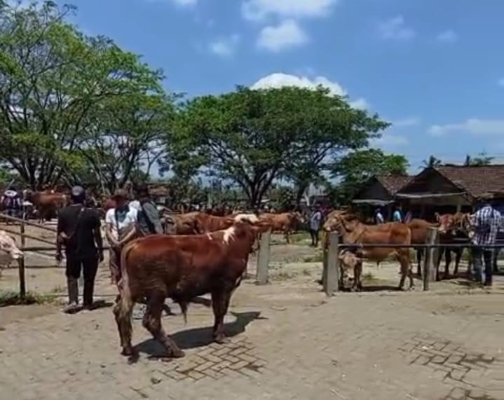 Kondisi Pasar Hewan Glenmore bertepatan dengan peringatan Maulid Nabi Muhammad SAW. Jumlah hewan ternak yang datang masih di bawah normal, Jumat (5/9/2025). (blok-a.com/Kuryanto)