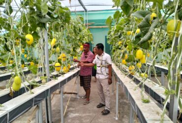 Panen Melon Premium di Sampean Green Farm Situbondo.