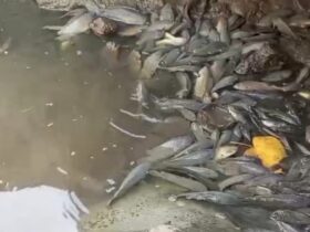 Ikan-ikan di Sungai Afvour Desa Waruberon, Kecamatan Balongbendo, Sidoarjo ditemukan mati mendadak.