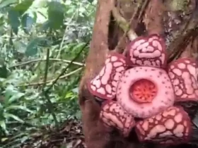 Rafflesia hasseltii (foto: Antara)