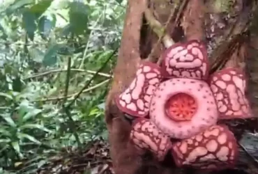 Rafflesia hasseltii (foto: Antara)