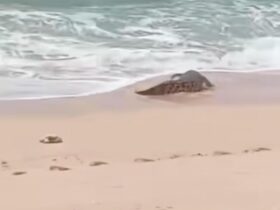 Buaya yang terlihat di Pantai Panjang Ngliyep, Kabupaten Malang (tangkapanlayar)