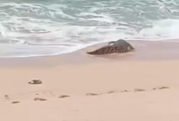 Buaya yang terlihat di Pantai Panjang Ngliyep, Kabupaten Malang (tangkapanlayar)