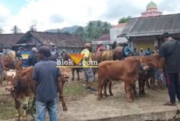Jelang Nataru 2025/2026, jumlah hewan ternak yang masuk ke Pasar Hewan Glenmore meningkat, Jumat (5/12/2025). (blok-a.com/Kuryanto)