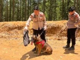 Reno, anjing pelacak (K-9) milik Polda Riau, yang gugur dalam tugas kemanusiaan di Agam, Sumbar. (foto: ist)