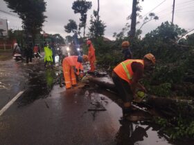 Pohon tumbang akibat cuaca ekstrem yang melanda Kabupaten Malang (BPBD)